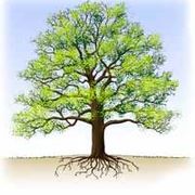 Qu'est-ce que la géobiologie?